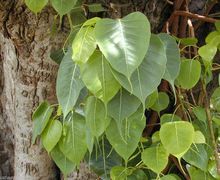 Ficus religiosa bodhi tree pippala peepul peepal