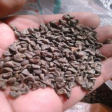 Hibiscus cannabinus kenaf plant seed