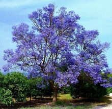 jacaranda mimosifolia