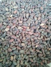 neem tree seed