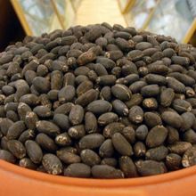 Physic Nut Jatropha curcas Barbados nut seed