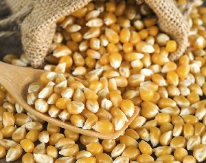 Yellow Maize Corn Kernels