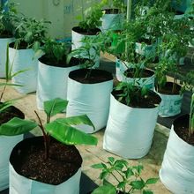 Coir Pith growbags for Organic Planting