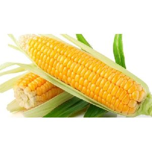 Fresh Yellow Corn