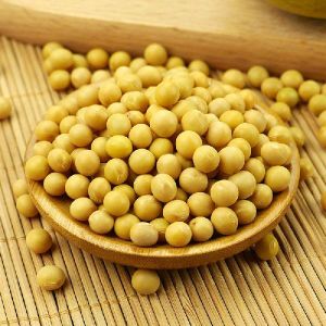 high protein soybean
