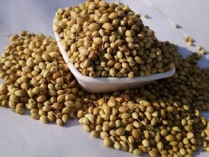 Scooter Coriander Seeds