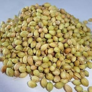 Coriander Seed