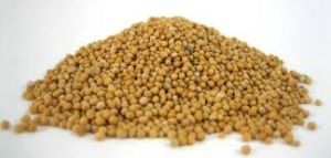 Natural Yellow Mustard Seed