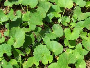 Centella Extract