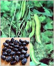 Mucuna Pruriens Extract