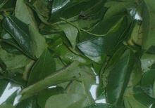 Dried Curry Leaves