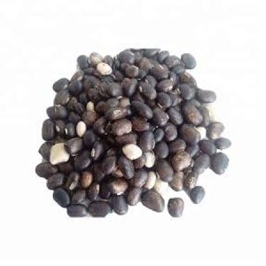 Mucuna Pruriens Powder Extract