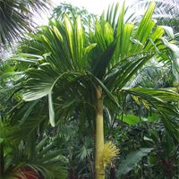 Areca Catechu Plant