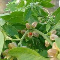 Ashwagandha Plant