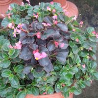 Begonia Plant