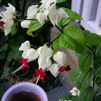 Bleeding Heart Vine Plant