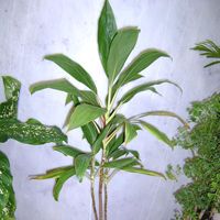 Cordyline Termina Plant