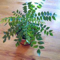 Curry Leaf Plant