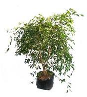 Ficus Benjamina Foliage Plant