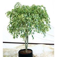 Ficus Benjamina Nuda Plant