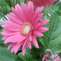 Gerbera Plant