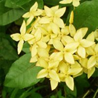 Ixora Plant