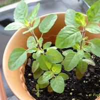 Lemon Tulsi Plant