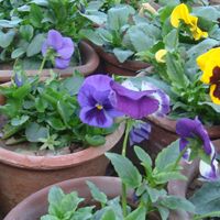 Pansy Plant