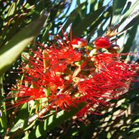 Red Bottle Brush Plant