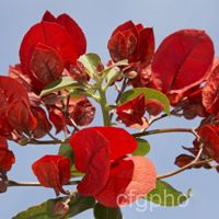 Red Bougainvillea Plant