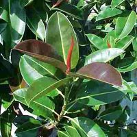 Rubber Leaf Plant