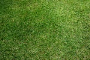 Bermuda Green Grass