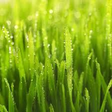 Green Forest Grass