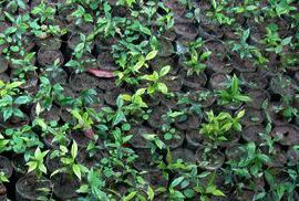 Agarwood Seedlings