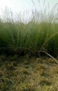 viveter grass