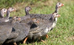 Live Guinea Fowl Chicks