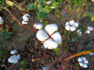 Indian Raw Cotton