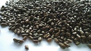 Cassia Torea Seed