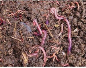 agricultural vermicompost