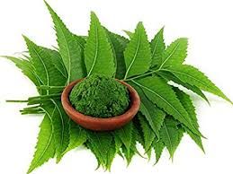 Fresh Neem Leaves