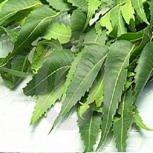 Natural Neem Leaves