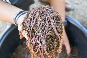 Natural Vermicompost