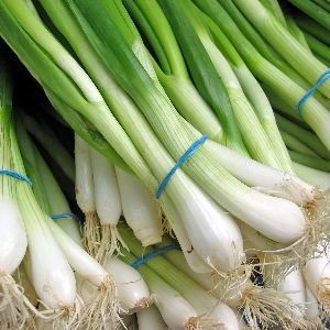 Fresh Spring Onion