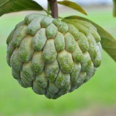 Fresh Custard Apple