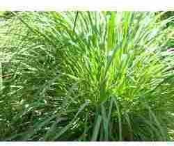 Citronella Lemongrass