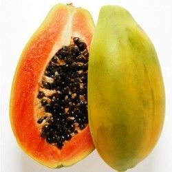 Fresh Organic Papaya Plant