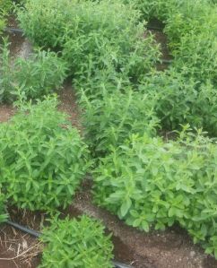 Fresh Stevia Plant