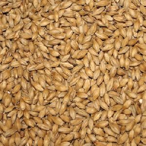 Cattel Feed Barley