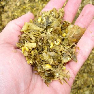 Corn Silage for Animal feed