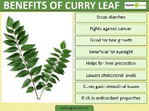 Curry Leaves